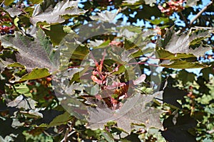 Reddish green foliage and samaras of maple cultivar