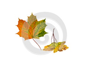 Reddish-green maple leaf and maple seeds