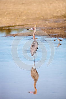 Reddish heron Egretta rufescens with its reflection