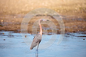 Reddish heron Egretta rufescens with its reflection