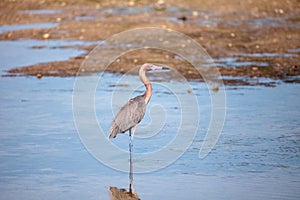 Reddish heron Egretta rufescens with its reflection