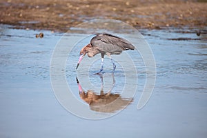 Reddish heron Egretta rufescens with its reflection