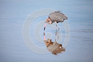 Reddish heron Egretta rufescens with its reflection