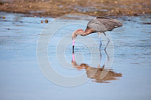 Reddish heron Egretta rufescens with its reflection