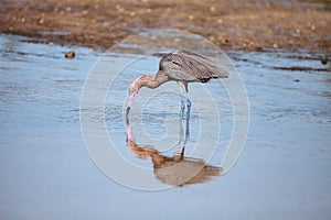 Reddish heron Egretta rufescens with its reflection