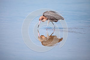 Reddish heron Egretta rufescens with its reflection