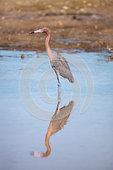 Reddish heron Egretta rufescens with its reflection