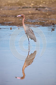 Reddish heron Egretta rufescens with its reflection