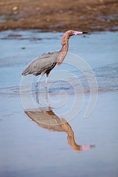 Reddish heron Egretta rufescens with its reflection