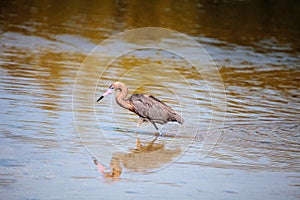 Reddish heron Egretta rufescens with its reflection