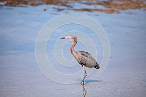 Reddish heron Egretta rufescens with its reflection