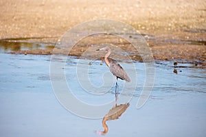 Reddish heron Egretta rufescens with its reflection