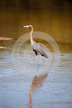 Reddish heron Egretta rufescens with its reflection