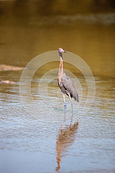 Reddish heron Egretta rufescens with its reflection