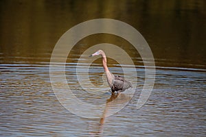 Reddish heron Egretta rufescens with its reflection