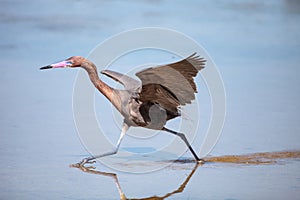 Reddish heron Egretta rufescens with its reflection