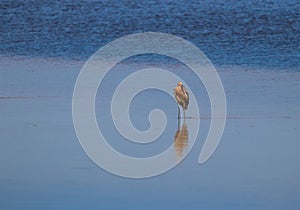 Reddish Heron at JN Ding Darling National Wildlife Reserve