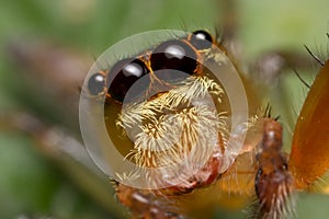 A reddish jumping spider photo