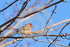 Male House Finch On Maple