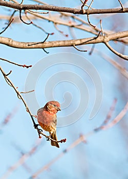 Male House Finch