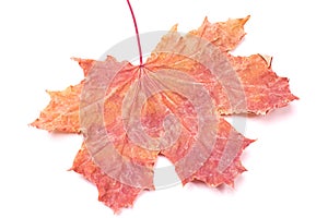 Reddish maple leaf