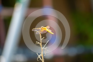 A Reddish-Orange Dragonfly shimmering in golden light on stick in profile - Sympetrum madidum photo