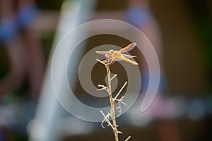 A Reddish-Orange Dragonfly on stick in profile with peaceful green soft background - Sympetrum madidum photo