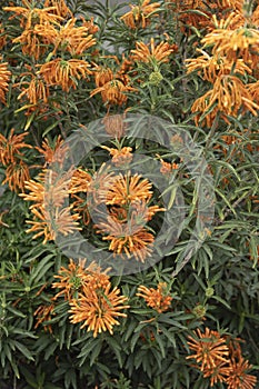 Reddish-Orange fuzzy Lion`s Ear flowers