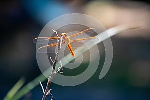A Reddish-Orange Dragonfly on stick with peaceful green soft background - Red-veined Meadowhawk (Sympetrum madidum) photo