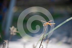 A Reddish-Orange Dragonfly on stick in profile with peaceful green soft background - Sympetrum madidum photo