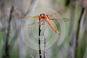 A Reddish-Orange Dragonfly on stick with peaceful green soft background - Red-veined Meadowhawk (Sympetrum madidum) photo