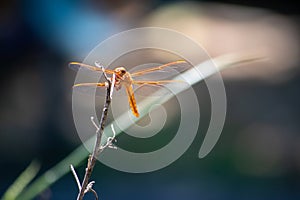 A Reddish-Orange Dragonfly on stick head-on with peaceful green soft background - Sympetrum madidum photo