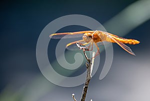 A Reddish-Orange Dragonfly on stick with peaceful green soft background - Red-veined Meadowhawk (Sympetrum madidum) photo