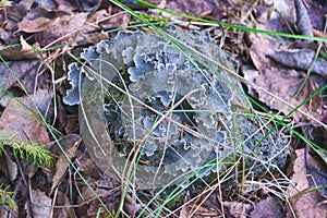 Reddish peltiger (lat. Peltigera rufescens) is a lichen of the Peltigeraceae family