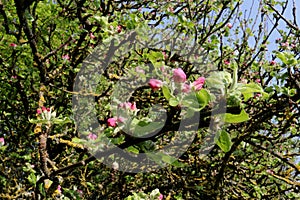 Old apple tree in blossom - with lichen covered branches photo