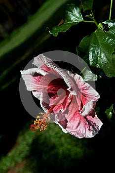 Reddish Pink Hibiscus Flower