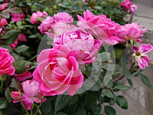 Reddish pink knockout roses