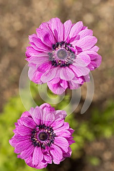 Reddish purple flowers