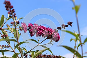 Reddish-purple flowers of Buddleja davidii `Monum` or `Nanho Purple` also called summer lilac, butterfly-bush, or orange eye