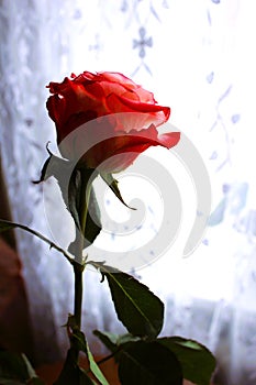Reddish rose with stem and leaves