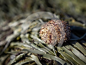 Reddish sea urchin and see weed on the beach.