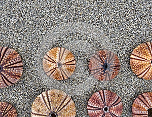 Reddish sea urchin shells on wet sand top view close up