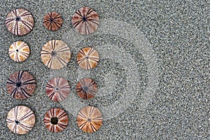 Reddish sea urchin shells on wet sand top view close up