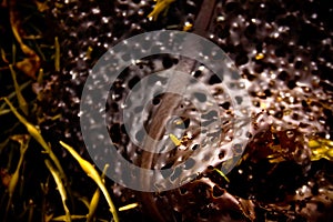 Reddish Seaweed with Holes