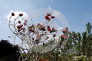 Reddish shimul red silk cotton bush plant with scanty leaves and bare twigs