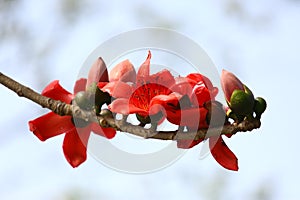 Rojizo seda algodón flor un árbol sobre el, 