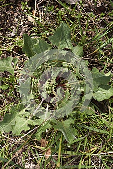 Reddish stem and leaves of Crepis vesicaria