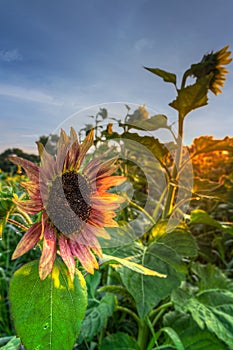 Reddish Sunflower in Field Sidelit by Rising Sun