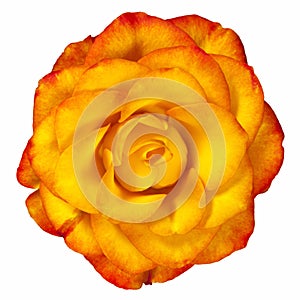 Reddish Yellow Rose Isolated on White