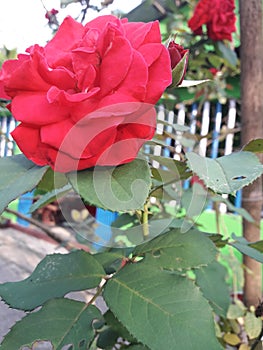 Rede Rose, The best Indian flower.